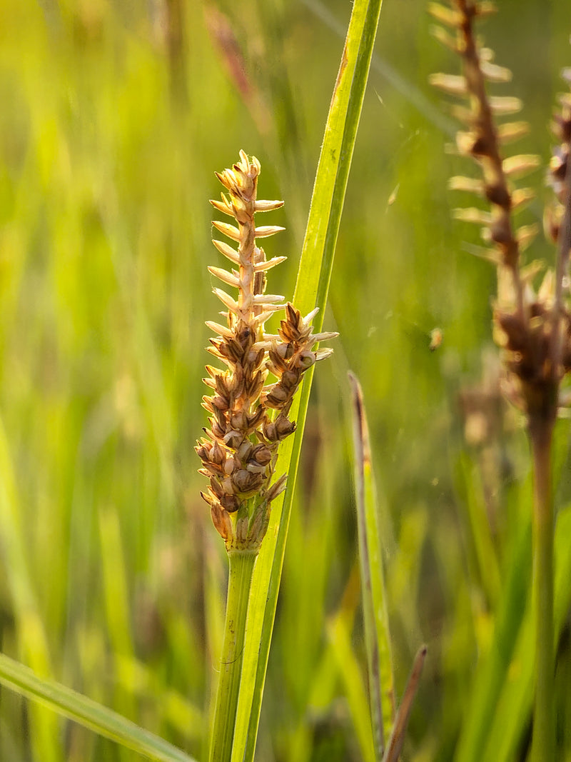 Whole Wheat Flour | 1 kg | Premium Sharbati | Freshly Milled