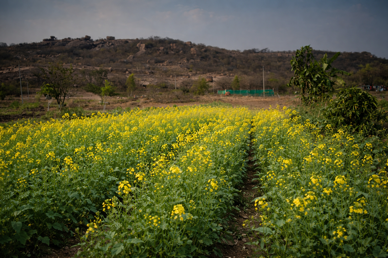 Wild Mustard | 250g | Whole
