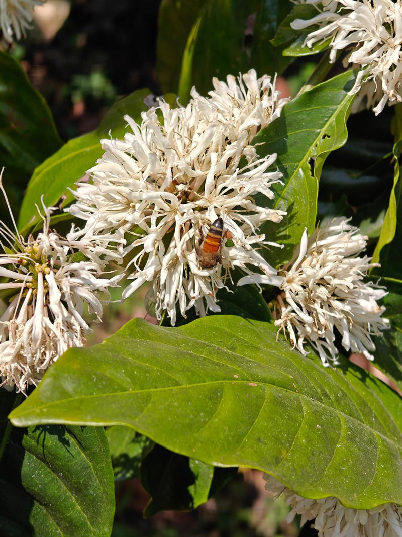 Coffee Blossom Honey | 200g | Apis cerana indica | Small-Batch Harvest
