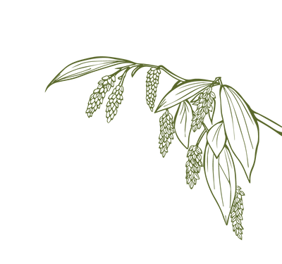 Product Illustration