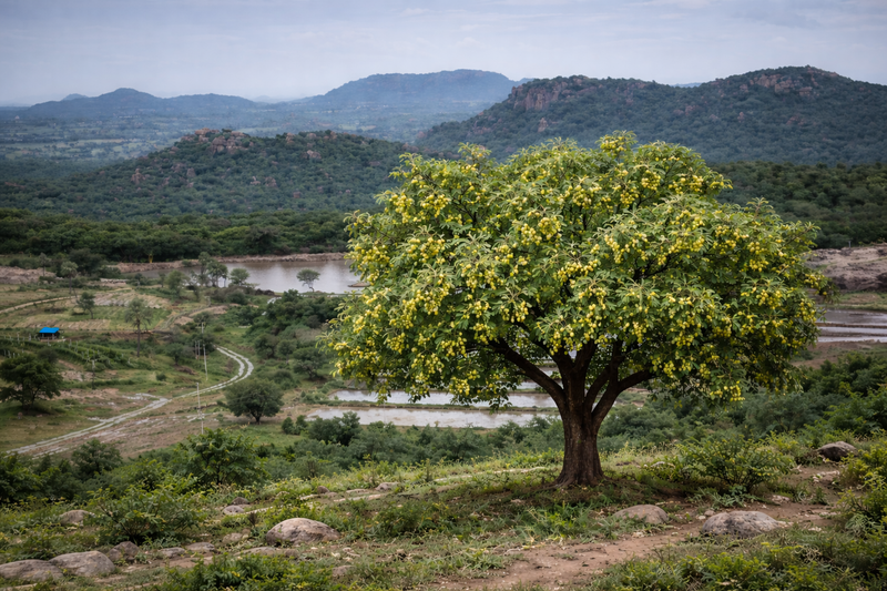 Amla Pickle | 250 gm | Traditionally Crafted | Naturally Preserved