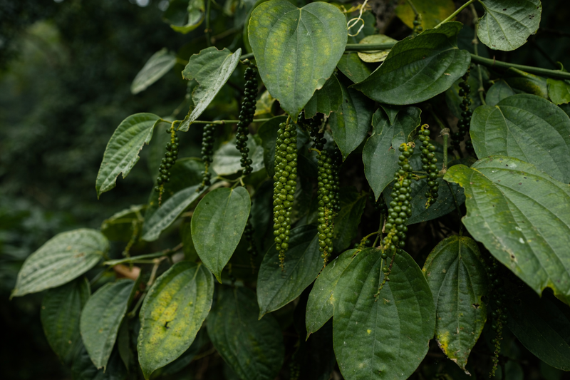 Black Pepper | Whole | Coorg | 125g | Sundried | Ungarbled
