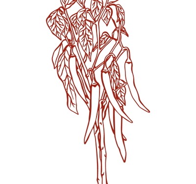 Product Illustration