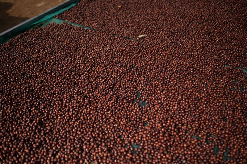 Canephora Coffee (Robusta) - Medium Roast | Naturals | 200g
