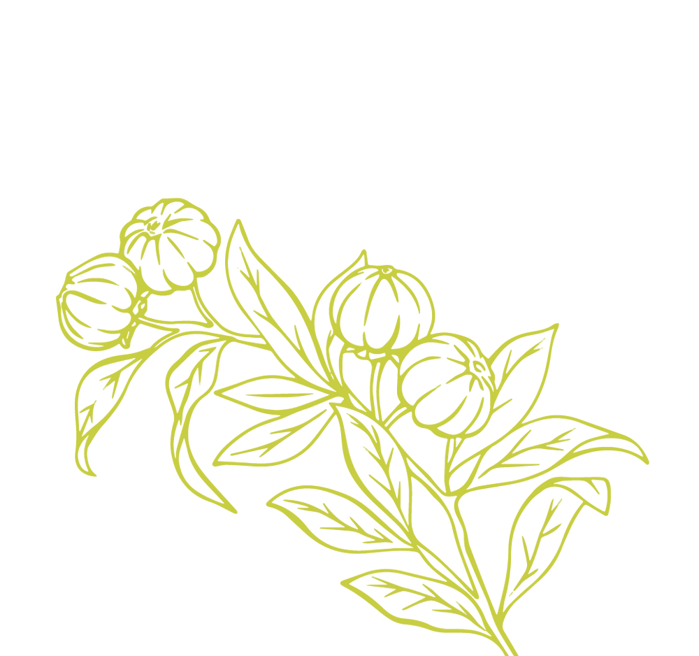 Product Illustration