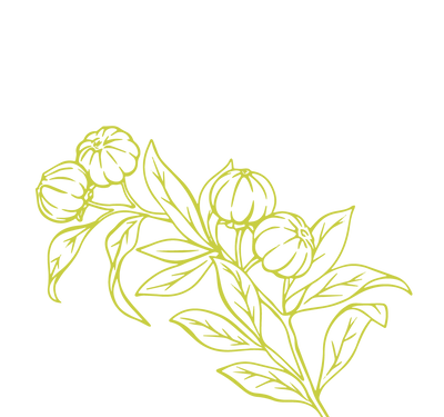 Product Illustration