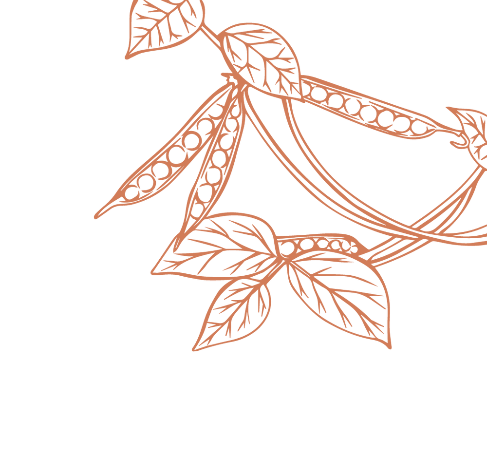 Product Illustration