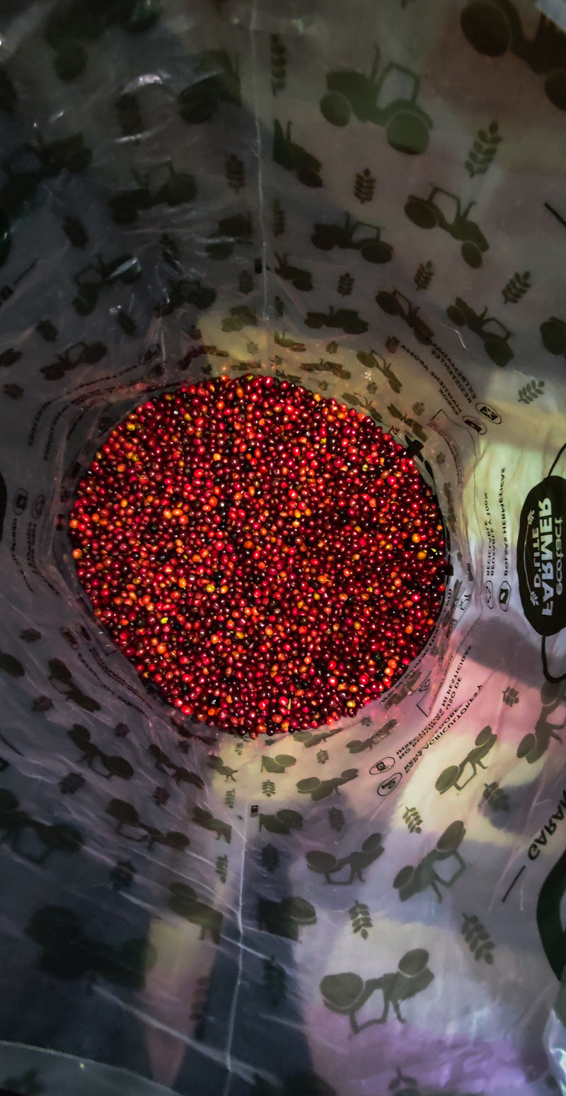 Layered and Lively Duo | Canephora Coffee (Robusta) - Medium Roast | 2 x 50g