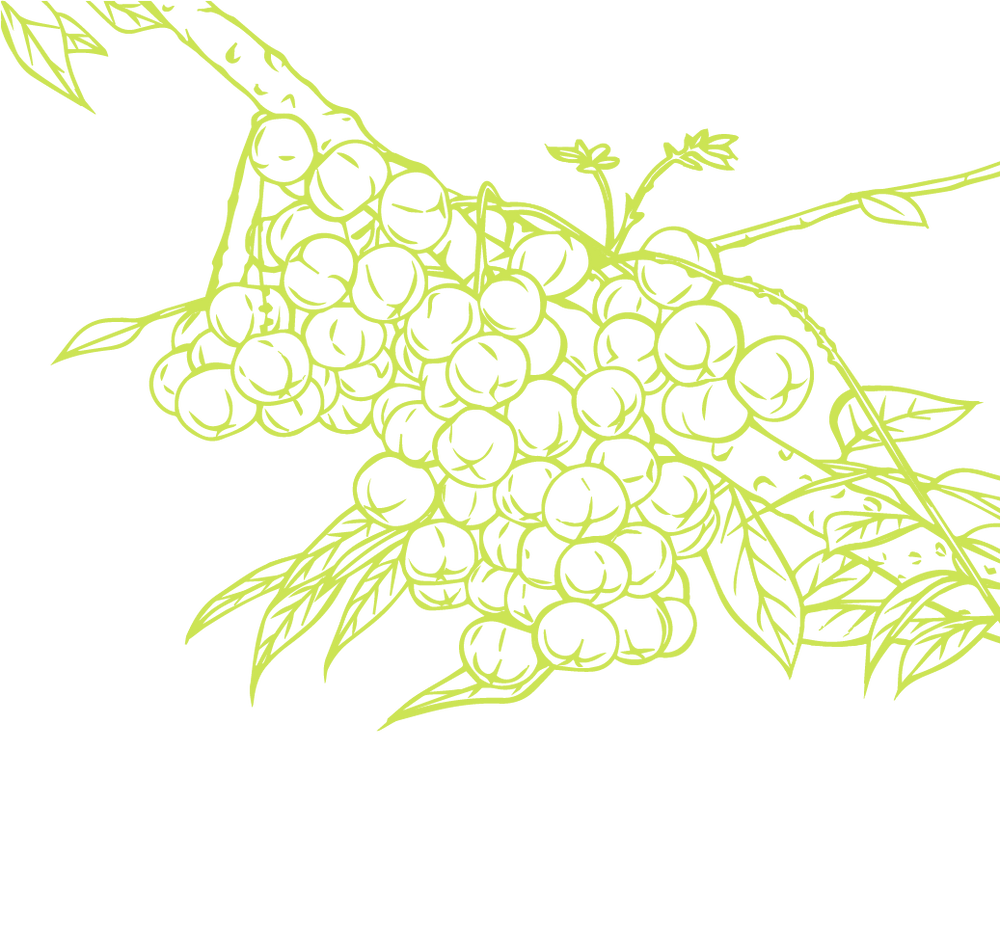 Product Illustration