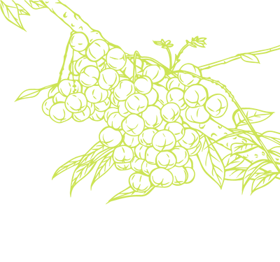 Product Illustration