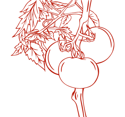 Product Illustration