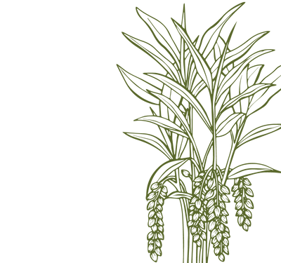 Product Illustration