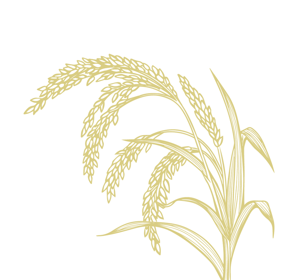 Product Illustration
