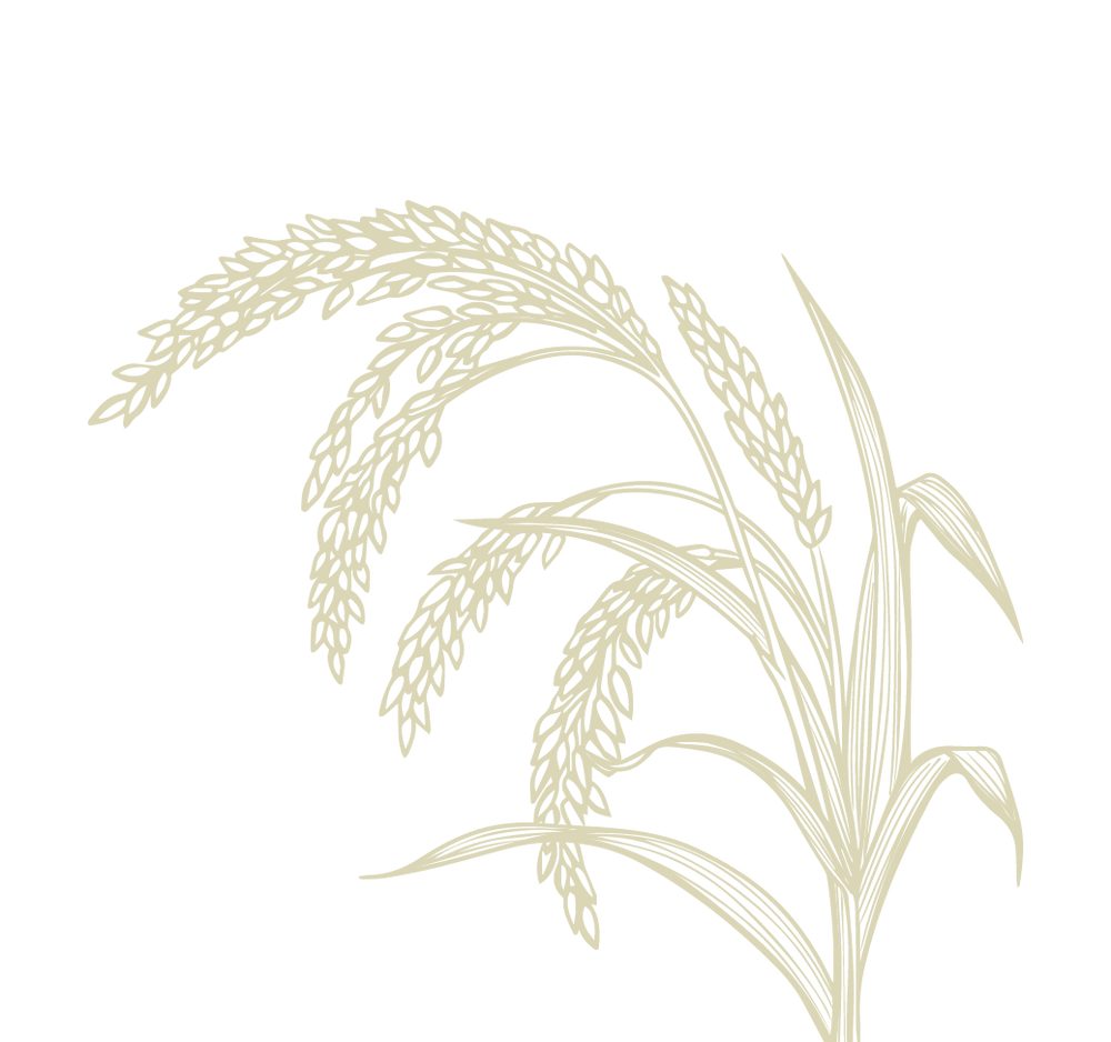 Product Illustration