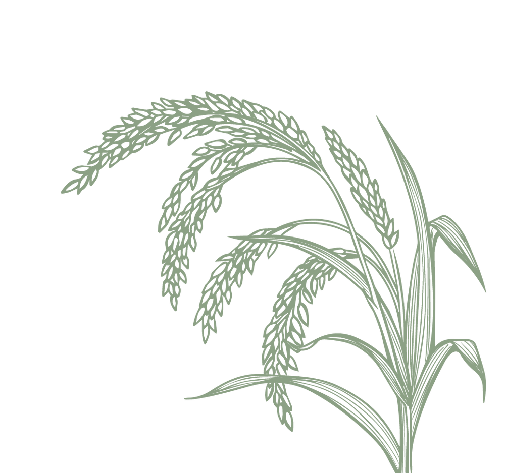 Product Illustration