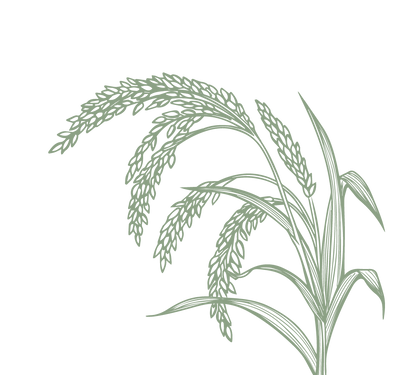 Product Illustration