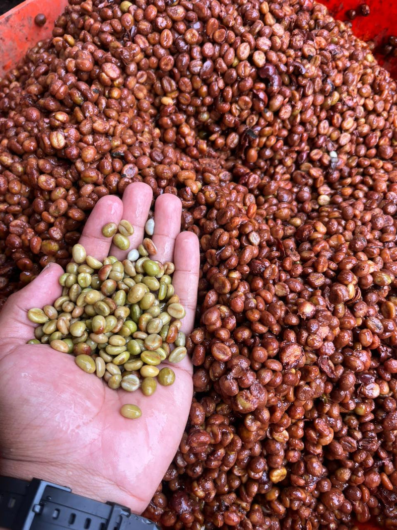 Canephora Coffee (Robusta) - Medium Roast | Lactic Fermentation | 200g