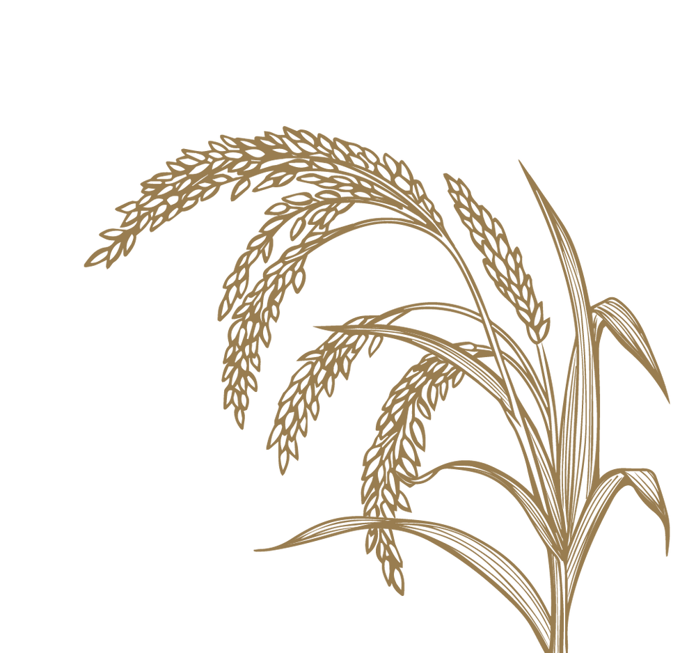 Product Illustration