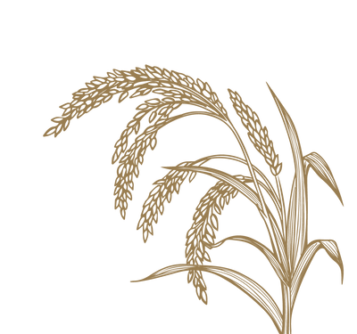 Product Illustration