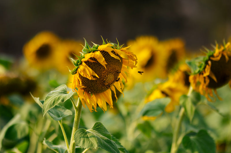 Multi Floral Raw Honey | 500g | Apis dorsata | Wild | Purely Sourced