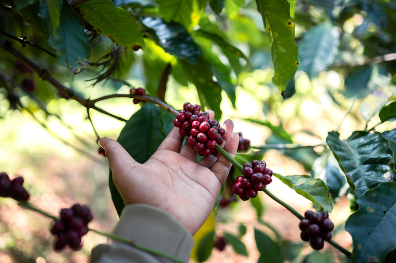 Canephora Coffee (Robusta) - Medium Roast | Naturals | 50g