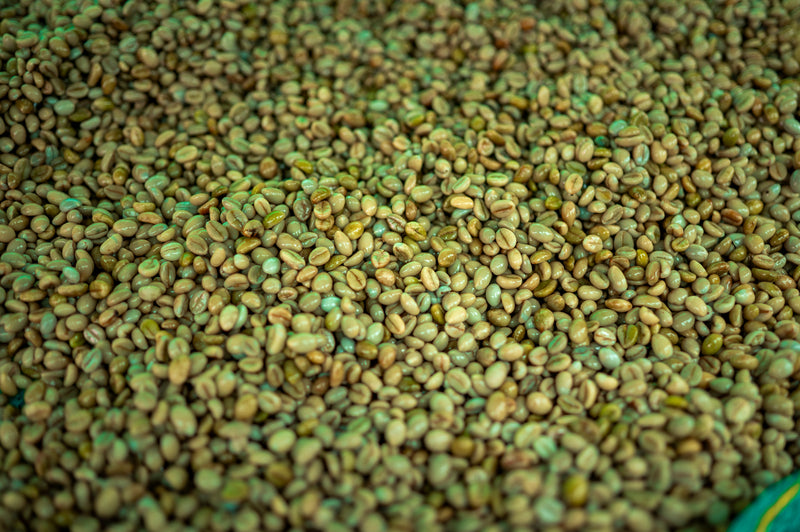 Classic and Curious Duo | Canephora Coffee (Robusta) - Medium Roast | 2 x 50g