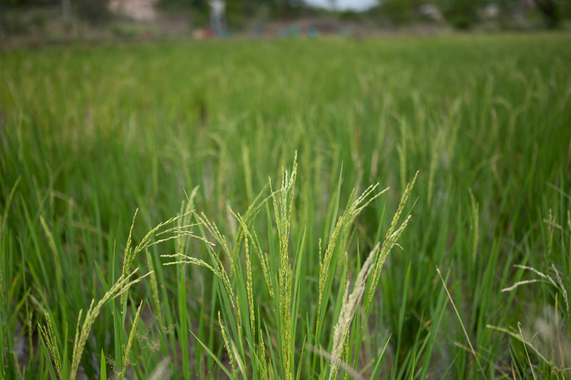 Mysore Mallige Rice | 5kg | Protein & Fibre-rich | Semipolished