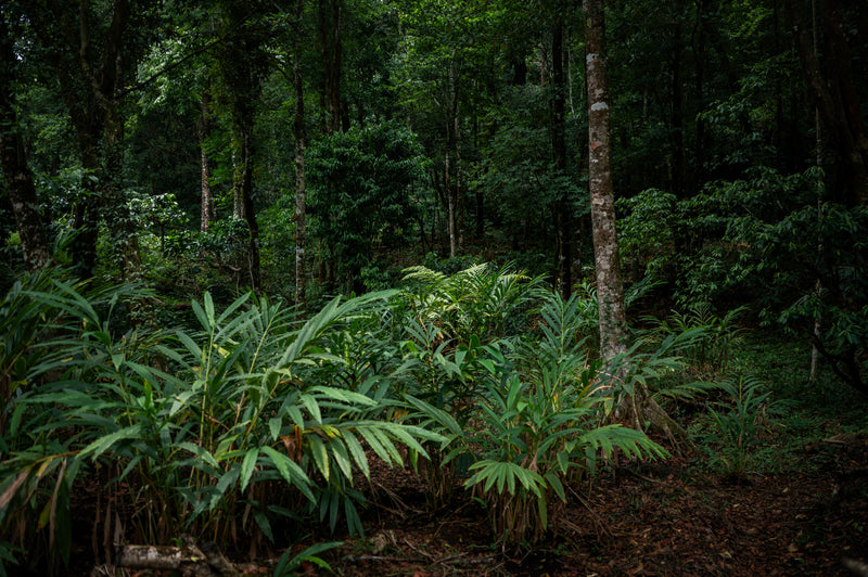 Green Cardamom | Green Elaichi | 75g | Sundried | Extra Bold