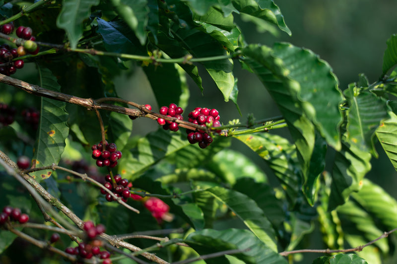 Canephora Coffee (Robusta) - Medium Roast | Lactic Fermentation | 200g