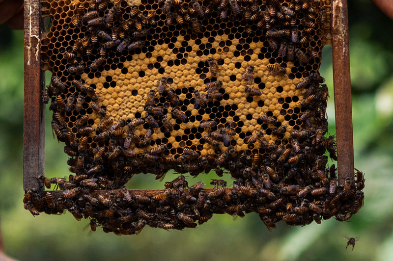 Multi Floral Raw Honey | 500g | Apis dorsata | Wild | Purely Sourced