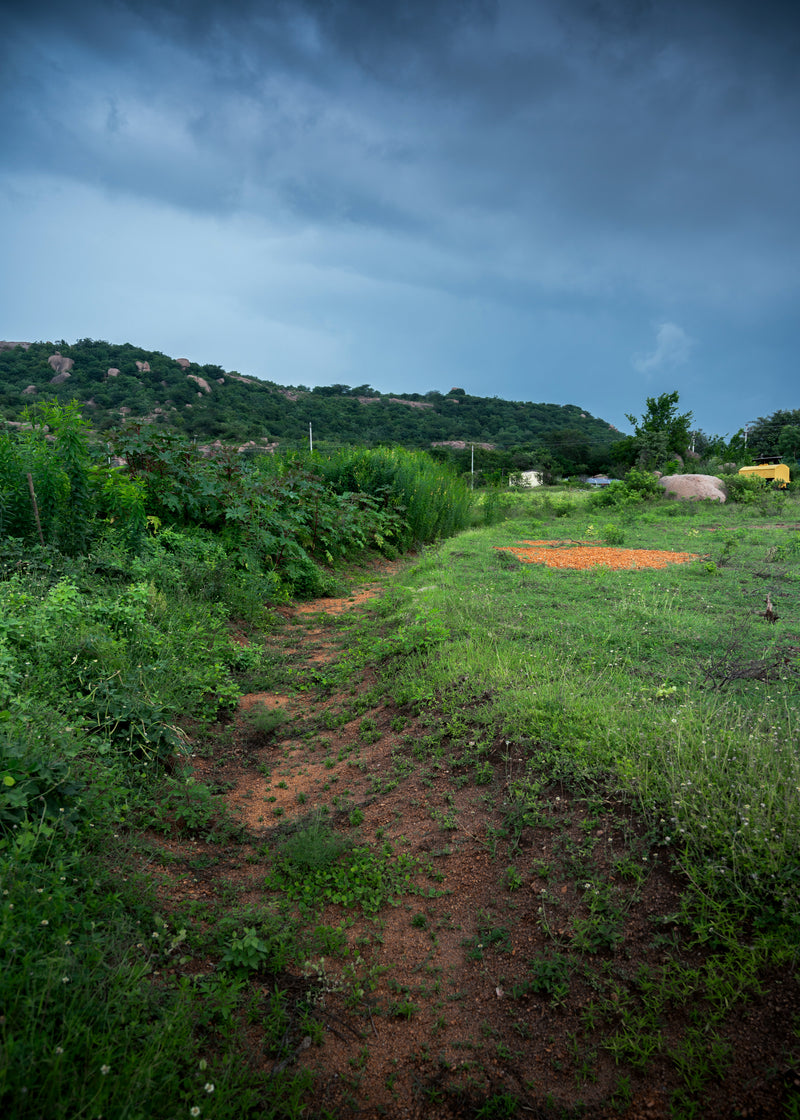 Whole Brown Horse Gram | 500g | Unpolished | Protein-rich