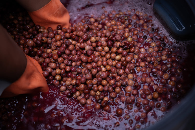 Canephora Coffee (Robusta) - Medium Roast | Anoxic | 50g