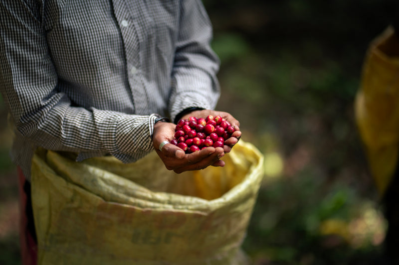 Poomaale Discovery Set | Canephora Coffee (Robusta) - Medium Roast | 3 x 50g