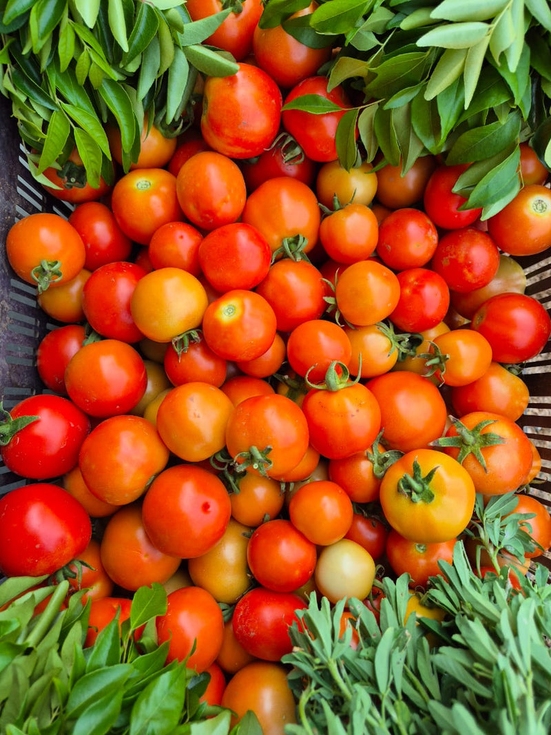 Tomato Pickle | 250g | Traditionally Crafted | Slow - Cured