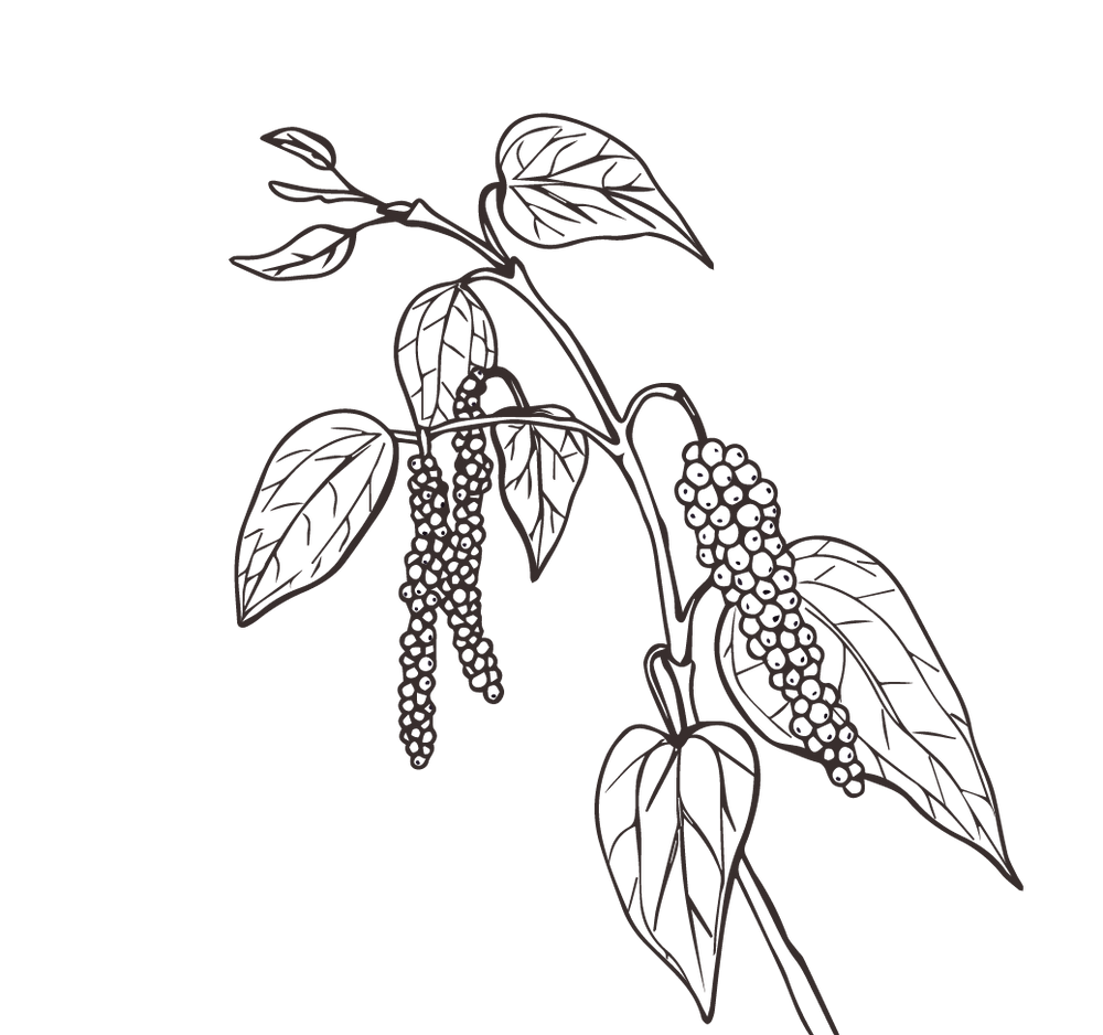 Product Illustration