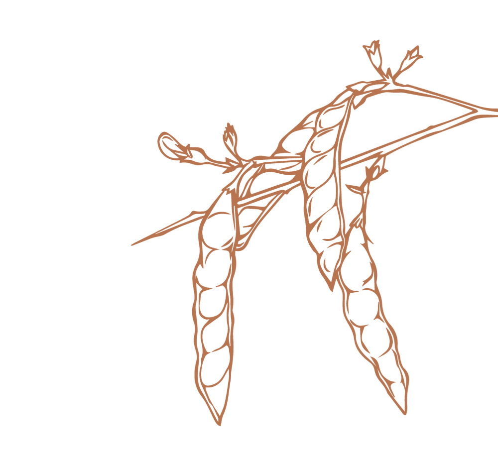 Product Illustration