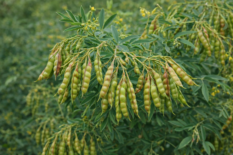 Pigeon Pea (Arhar Dal/Toor Dal) | 500g | Naturally Nutritious | Preservative-Free | Harvest to Home