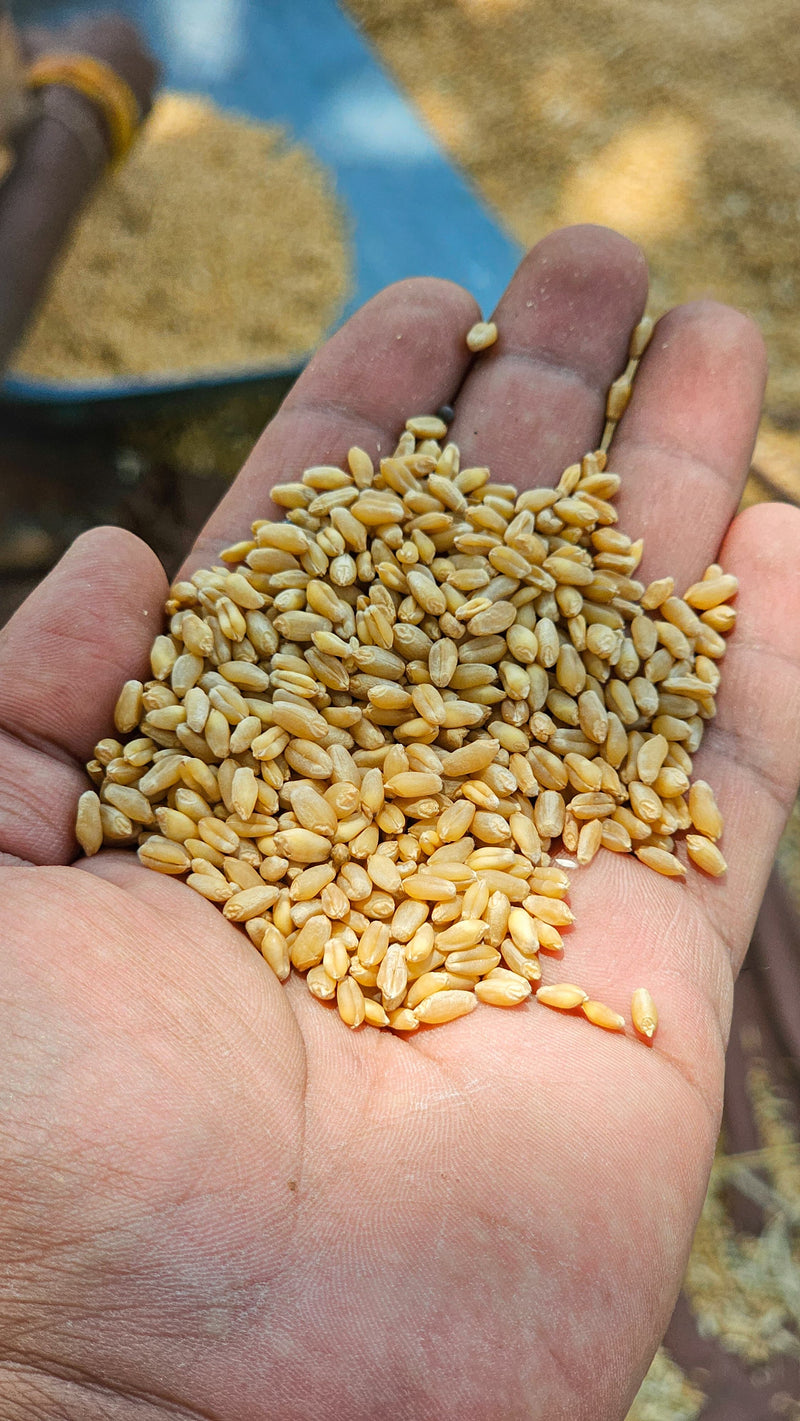 Whole Wheat Flour | 1 kg | Premium Sharbati | Freshly Milled