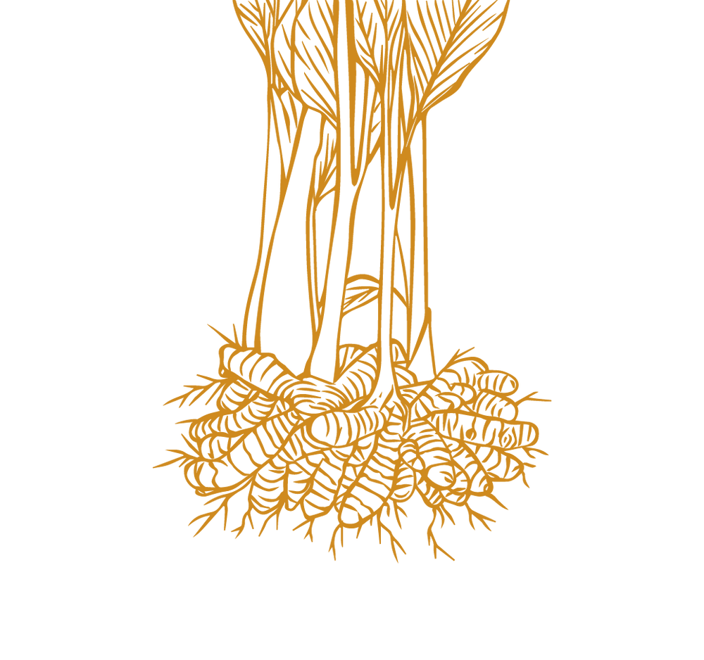 Product Illustration