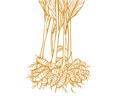 Product Illustration