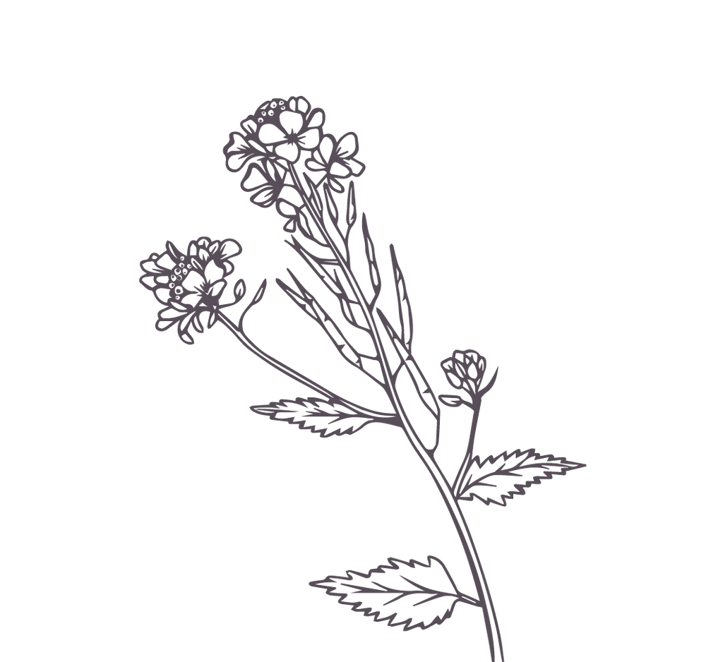 Product Illustration