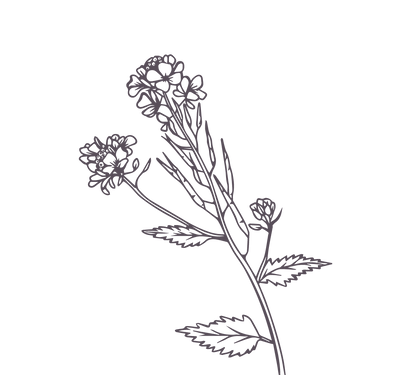 Product Illustration