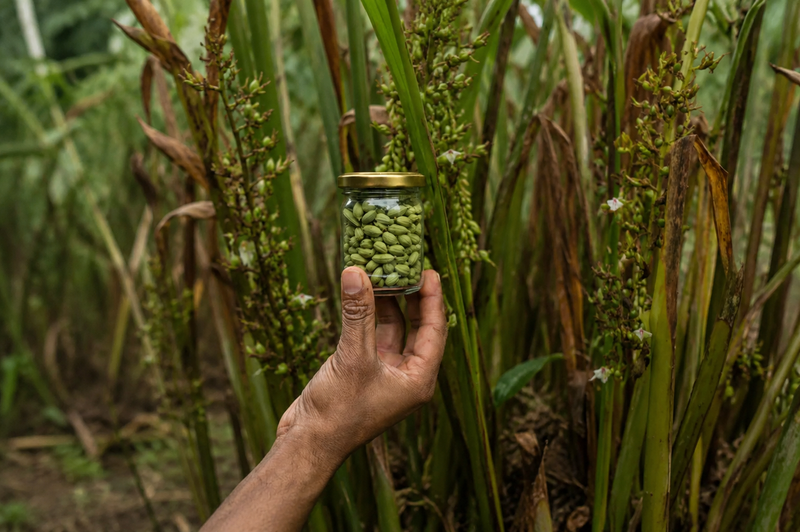 Green Cardamom | Green Elaichi | 75g | Sundried | Extra Bold