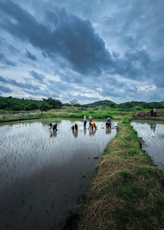 Groundnut Oil | 500ml | Sustainably Crafted | Wood Pressed | Single-filtered