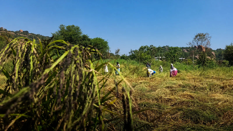 Chinnor Rice | 1kg | Naturally Aromatic | Traditional Rice for Deep Traditions